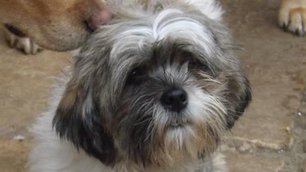 A female, honey-and-white-coloured Lhasa apso