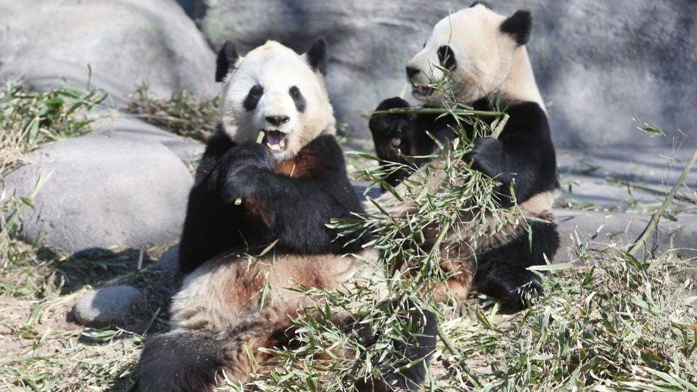 The giant pandas were at Toronto Zoo before they went to Calgary Zoo