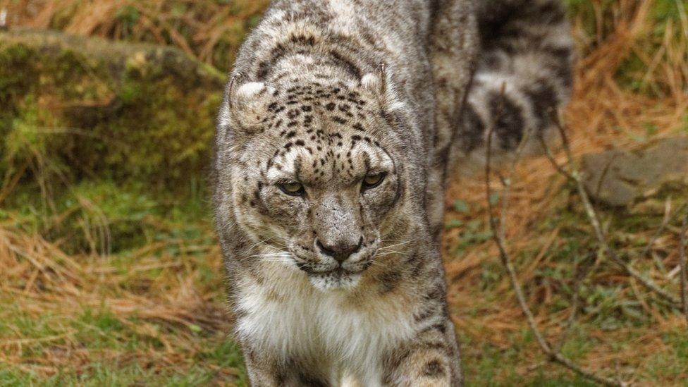 Snow leopard