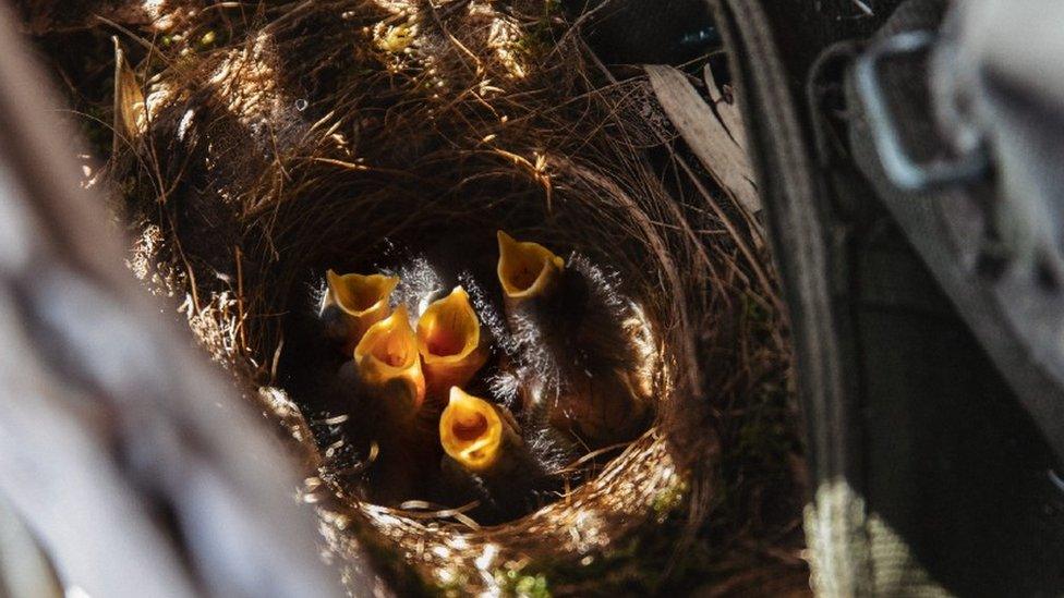 Chicks begging for food