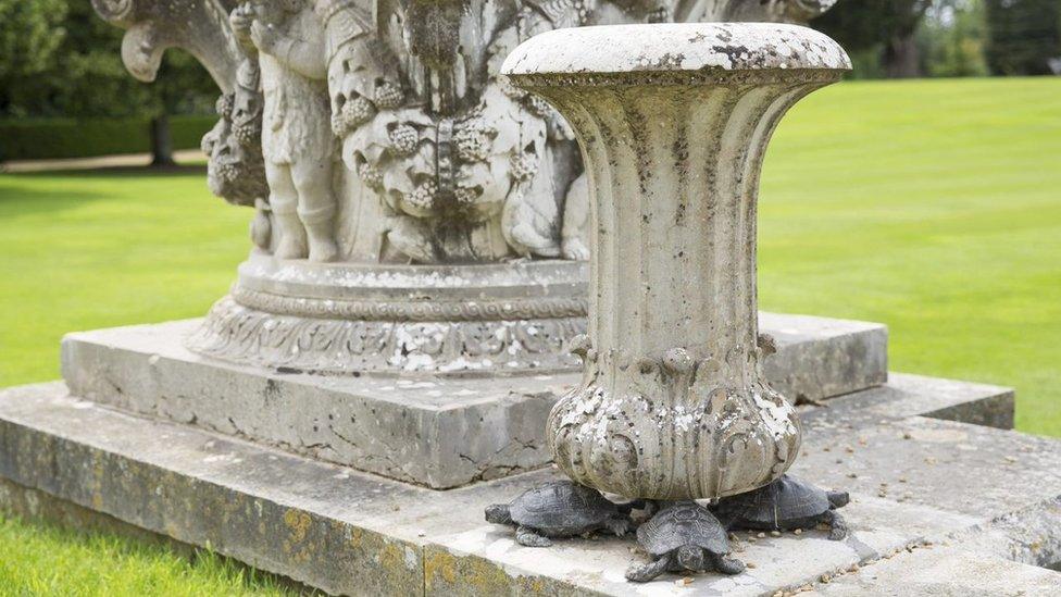 Tortoises under garden urns