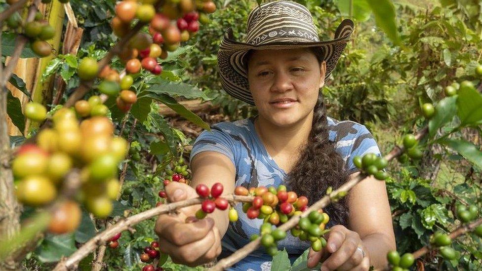 A woman picks coffee in one of the ARN reincorporation projects