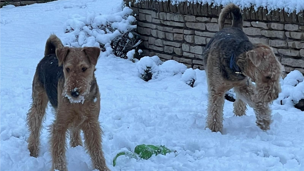 Teddy and Mabel enjoying the snow in Bridgend on Wednesday morning