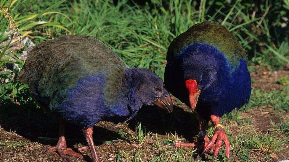 takahe-and-chick.