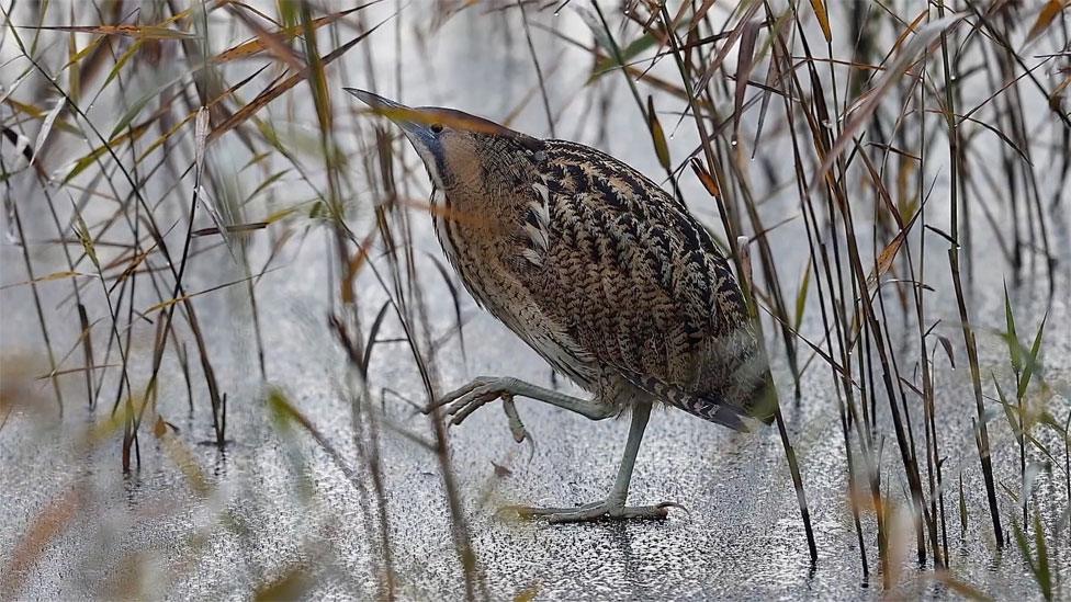 Bittern on frozen mere at Minsmere, Suffolk