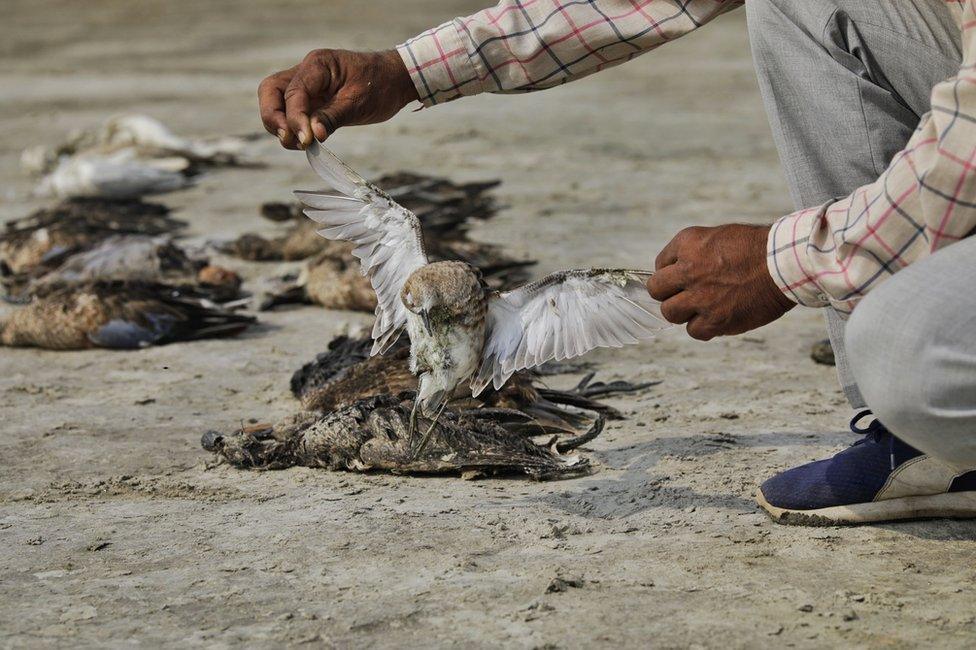 A man picks up a dead bird near the lake