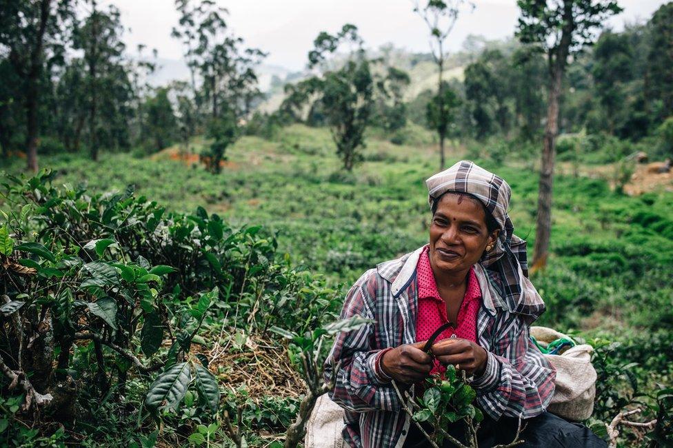 A tea plucker works on a plantation