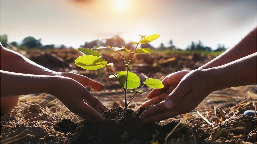 Tree-planting.