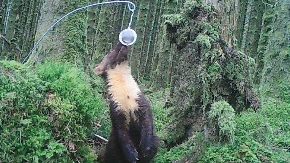 A pine marten attracted to a feeder