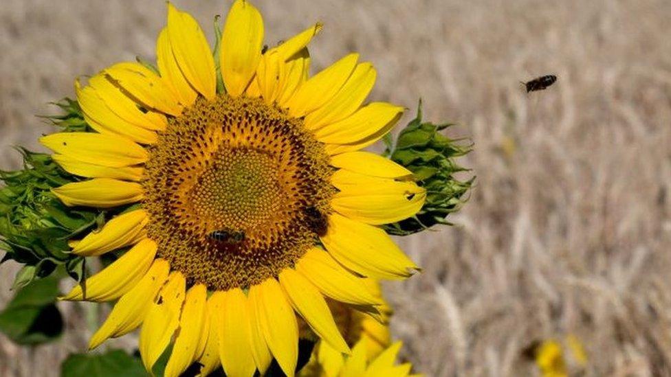 Sunflower field in Ukraine