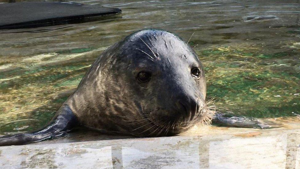 Seal pup