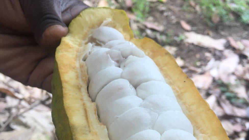 Unfermented cocoa beans in pods