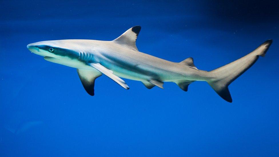 Blacktip shark.