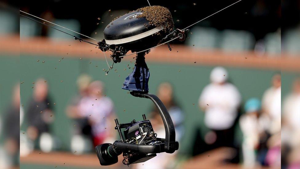 Spidercam covered in bees