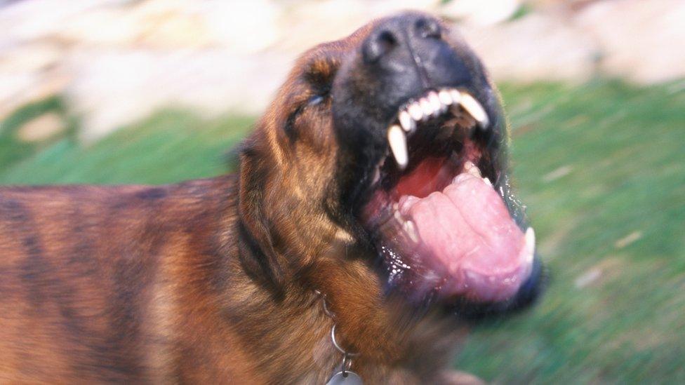 File photo of a dog barking viciously