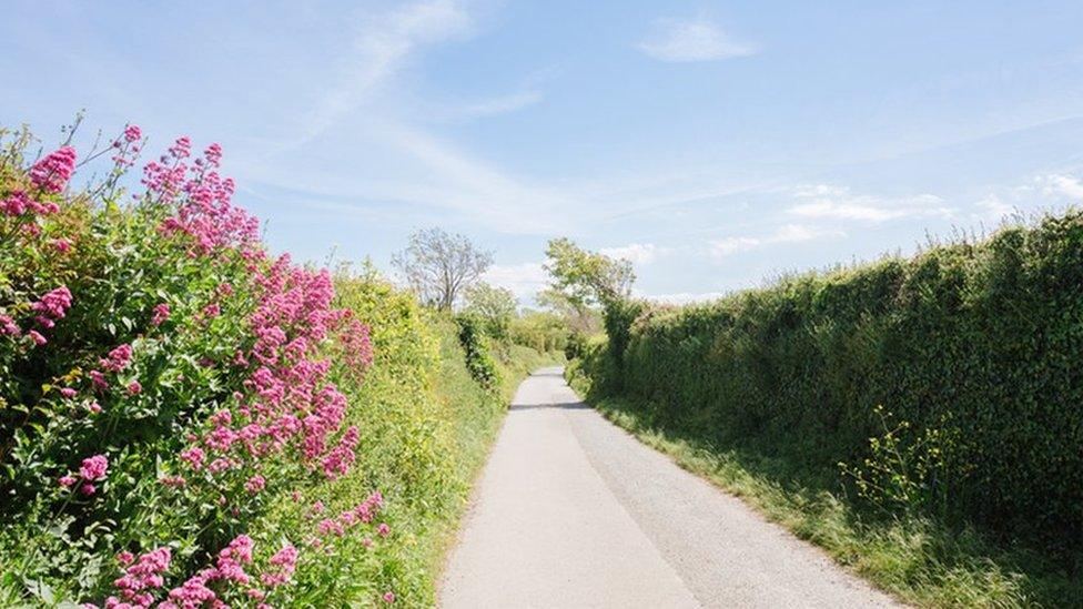 hedgerows in the countryside