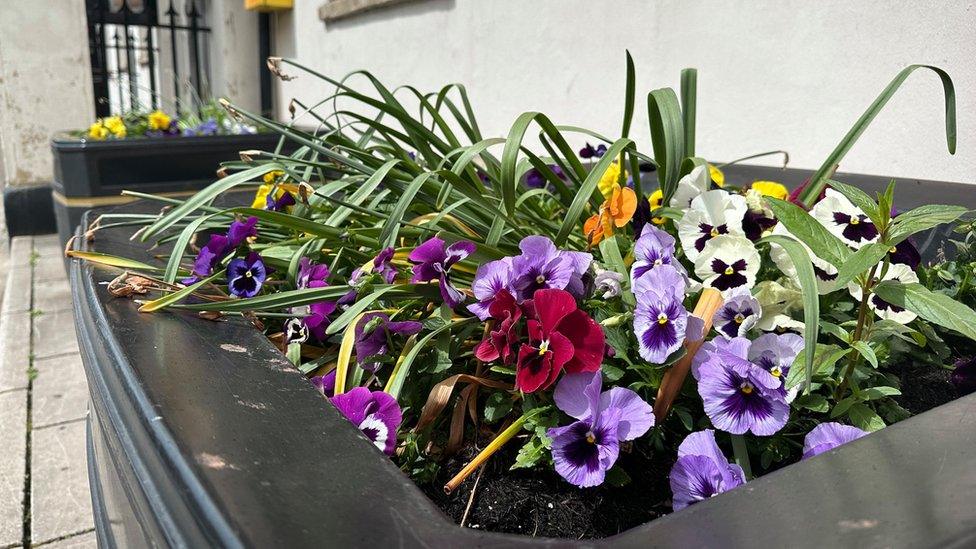 pansies in a black planter on Bridgwater High Street