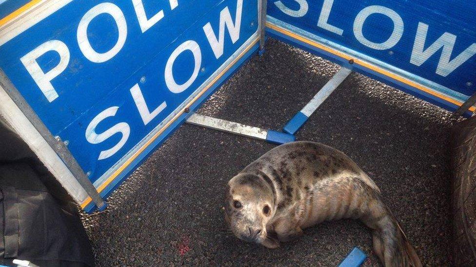 seal pup