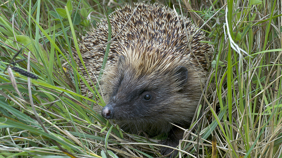 Hedgehog