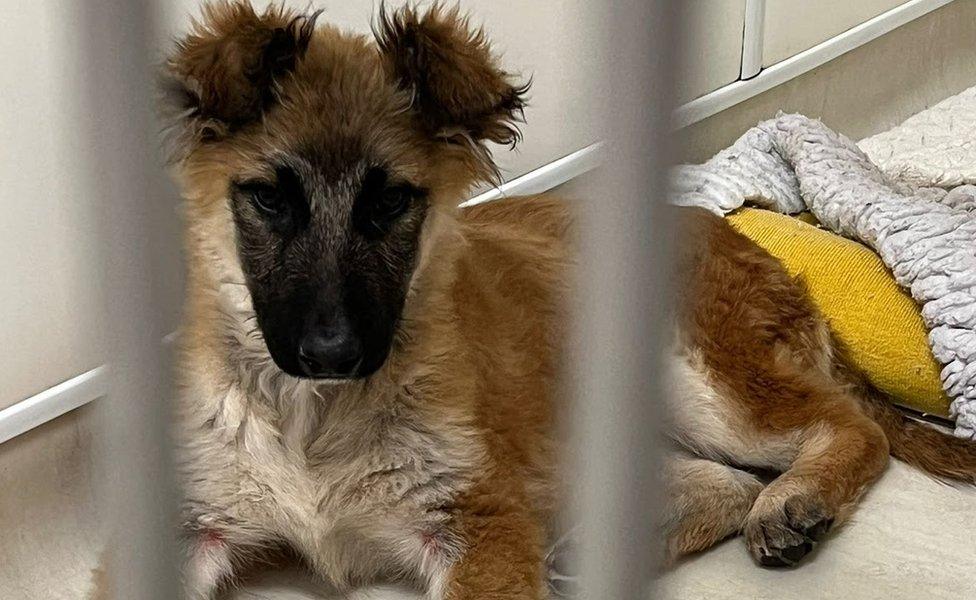 The pup, thought to be a Shepherd Cross, is being cared for at RSPCA Woodside Animal Centre in Leicester