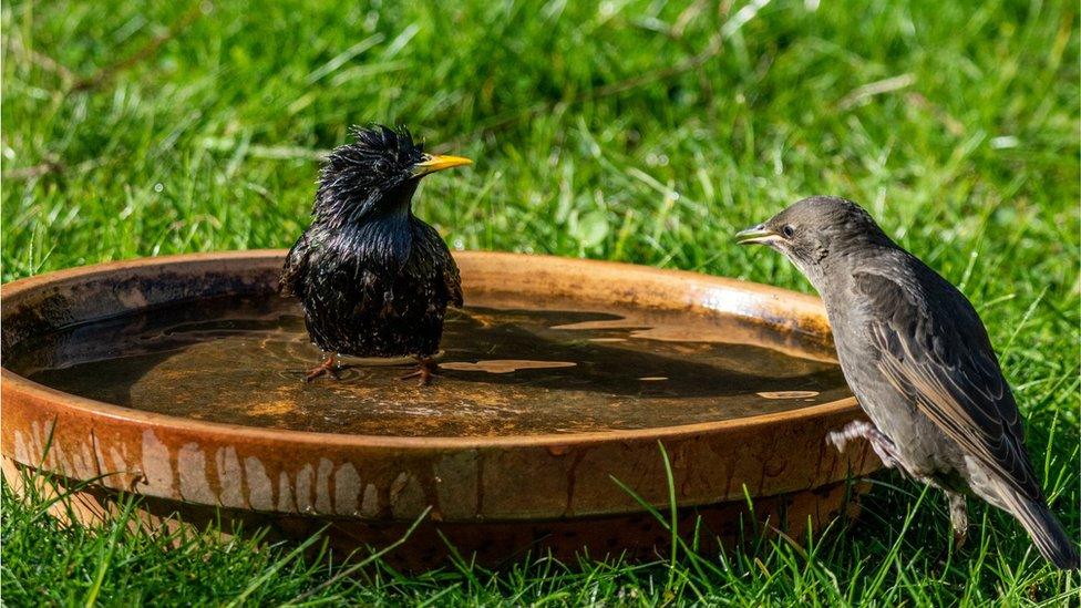 Two birds take a bath in a large saucer of water on the grass