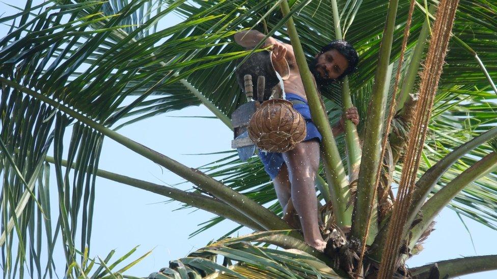 A toddy tapper on a coconut tree in Sri Lanka