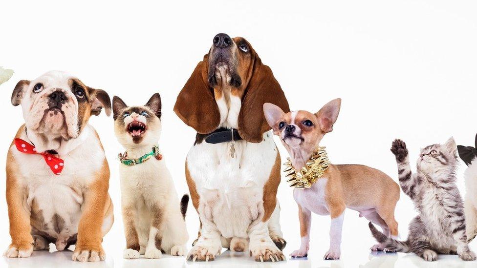 large group of curious dogs and cats looking up