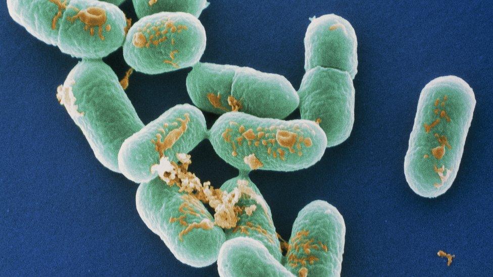 Listeria bacteria