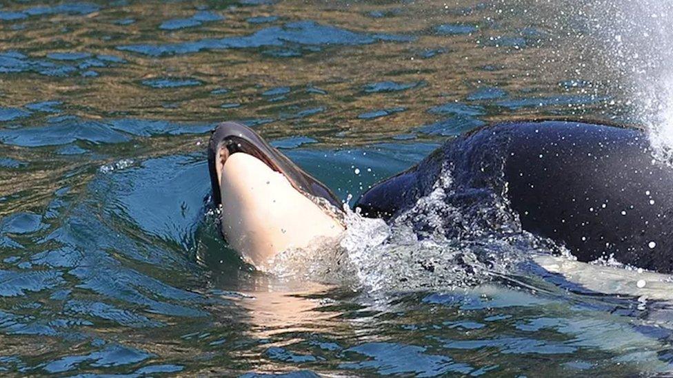 Mother whale seen support dead calf