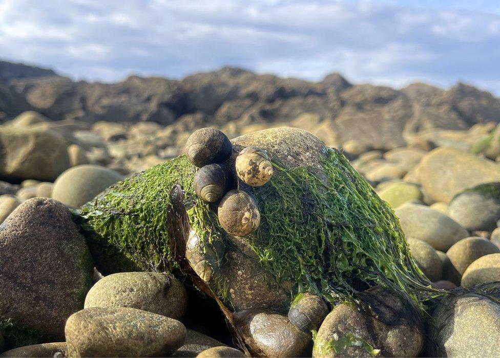 Whelks on a rock