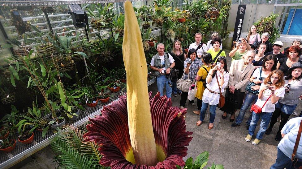 Blooming Titan Arum plant