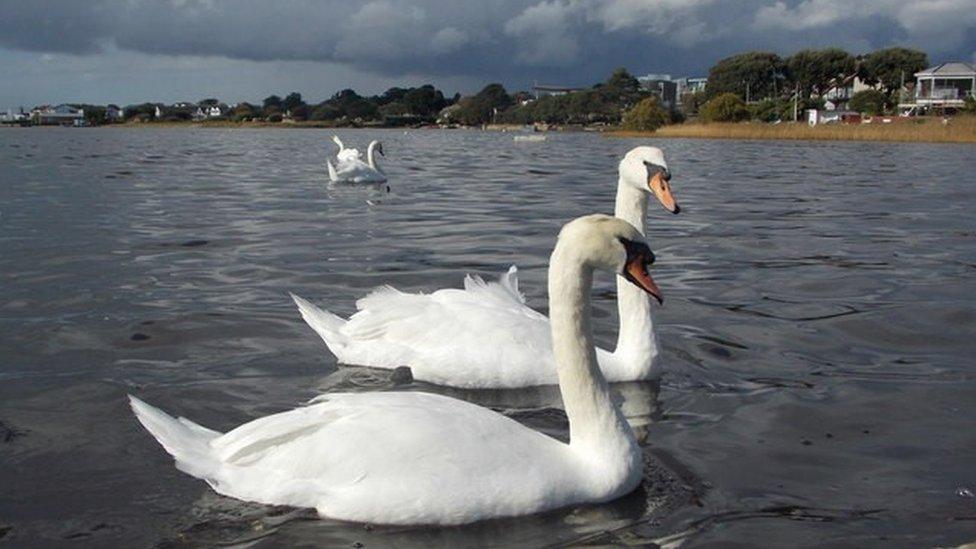 Swans in Christchurch Harbour