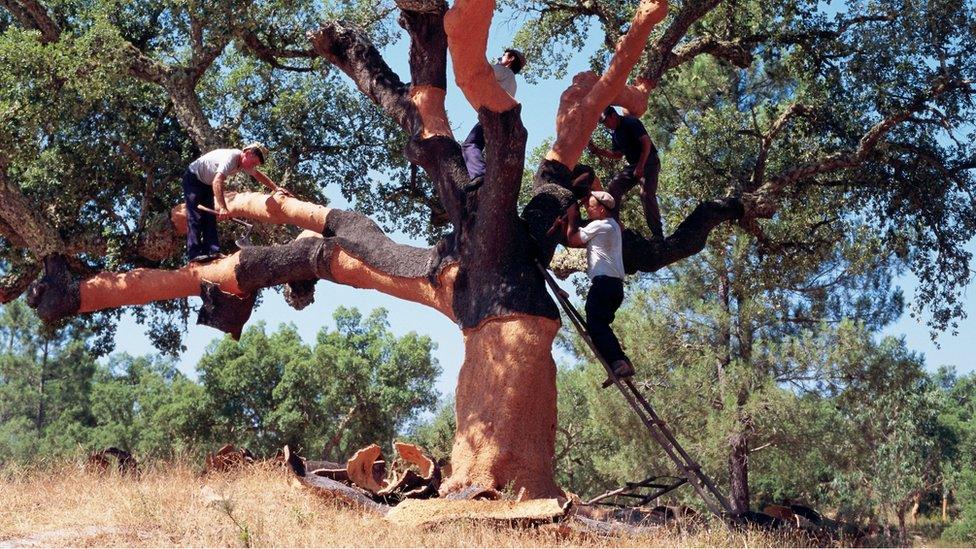 Cork being harvested in southern Portugal