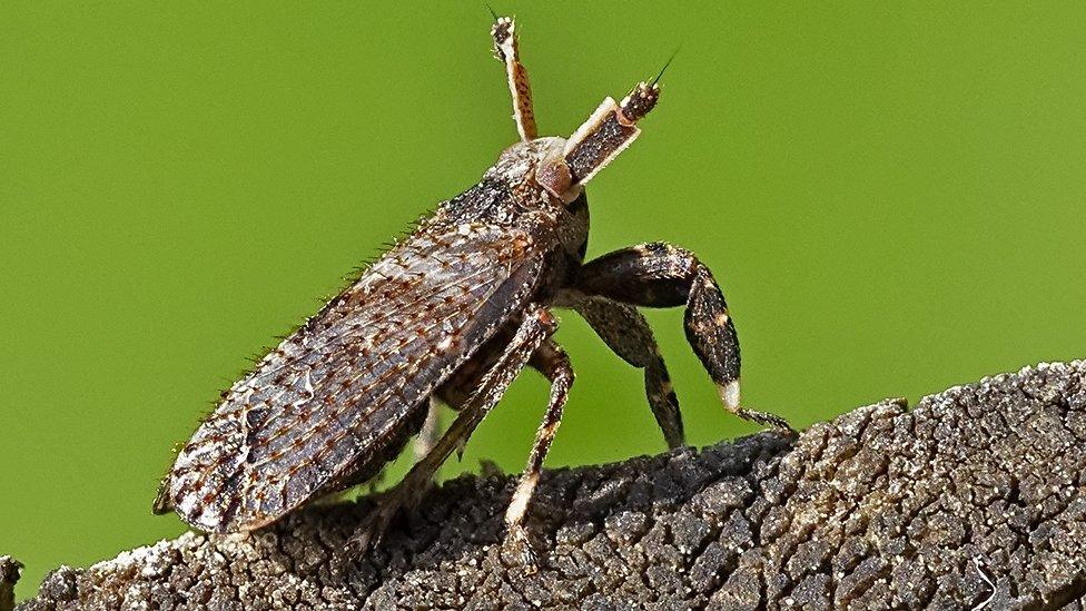 Asiraca clavicorni on garden fence