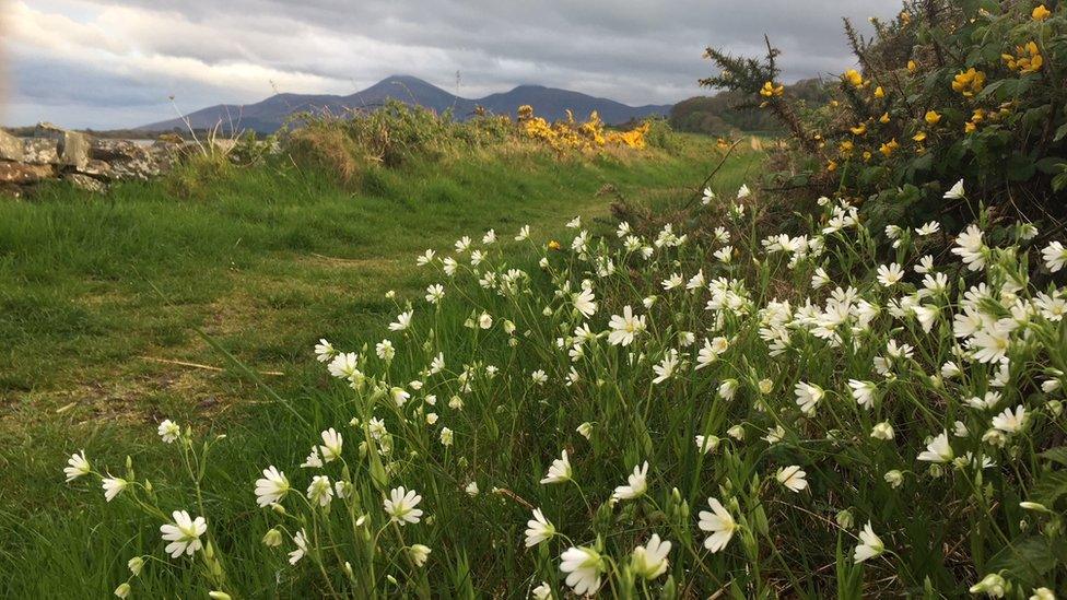 Wildflowers beside a grassy path near the County Down coast