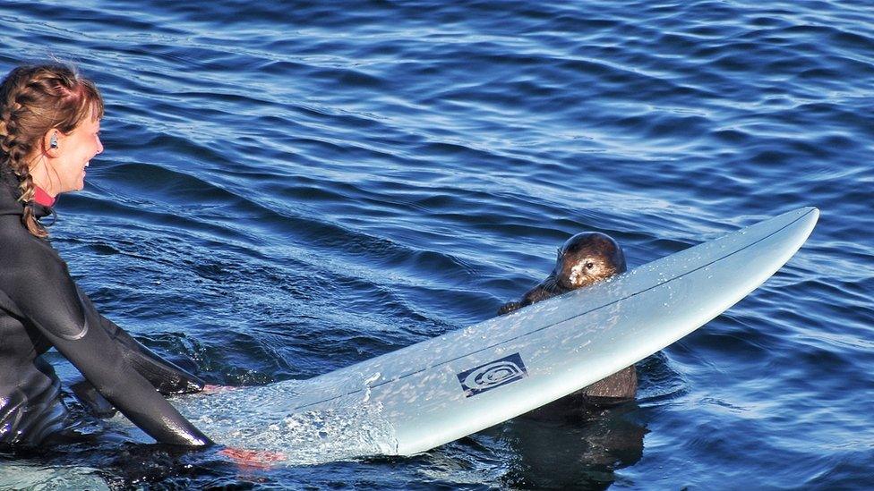 Otter 841 bites a surfboard