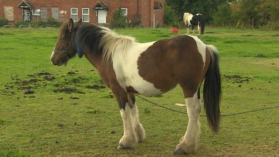 horse on open land