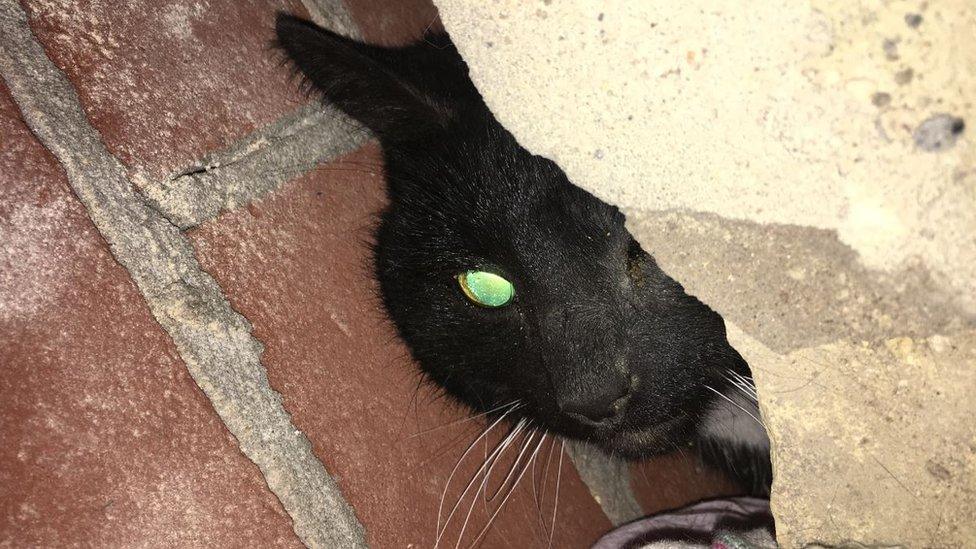 Cotton the cat trapped in gap in wall