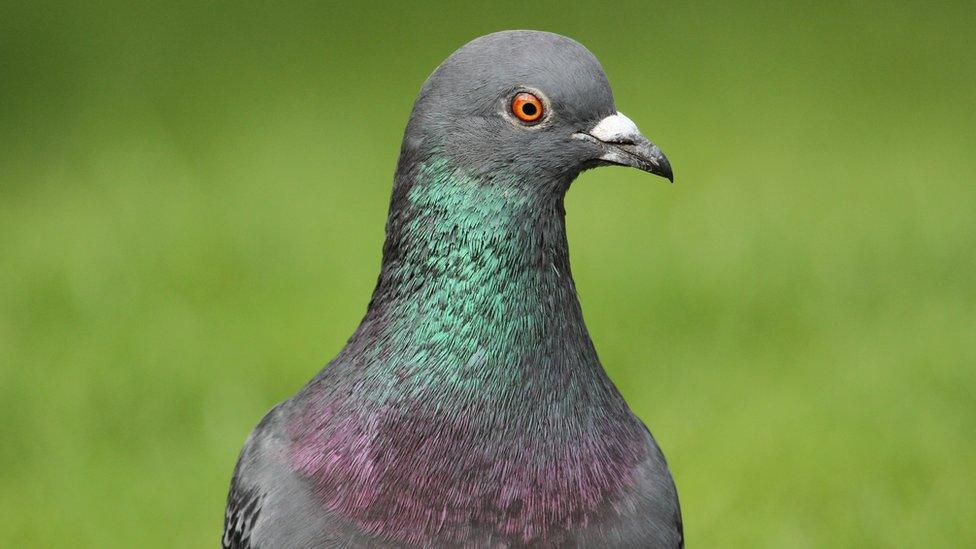 a pigeon