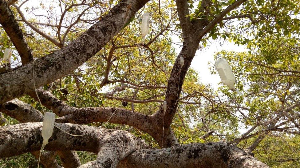 700-year-old banyan tree