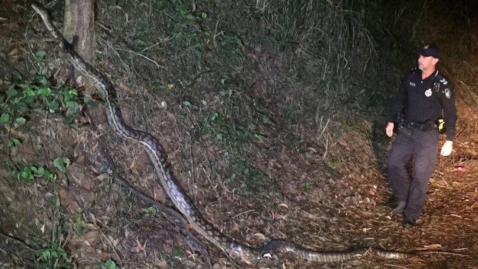 A police officer next to a giant python in far north Queensland