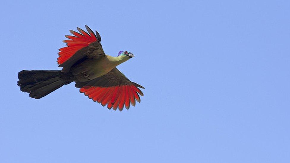 Purple-Crested Turaco (Tauraco porphyreolophus), Kruger National Park, Mpumalanga, South Africa