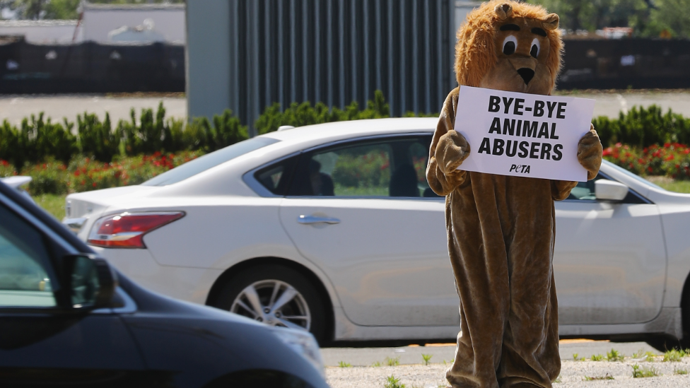 A member of the People for the Ethical Treatment of Animals protests in Uniondale, New York. Photo: 21 May 2017