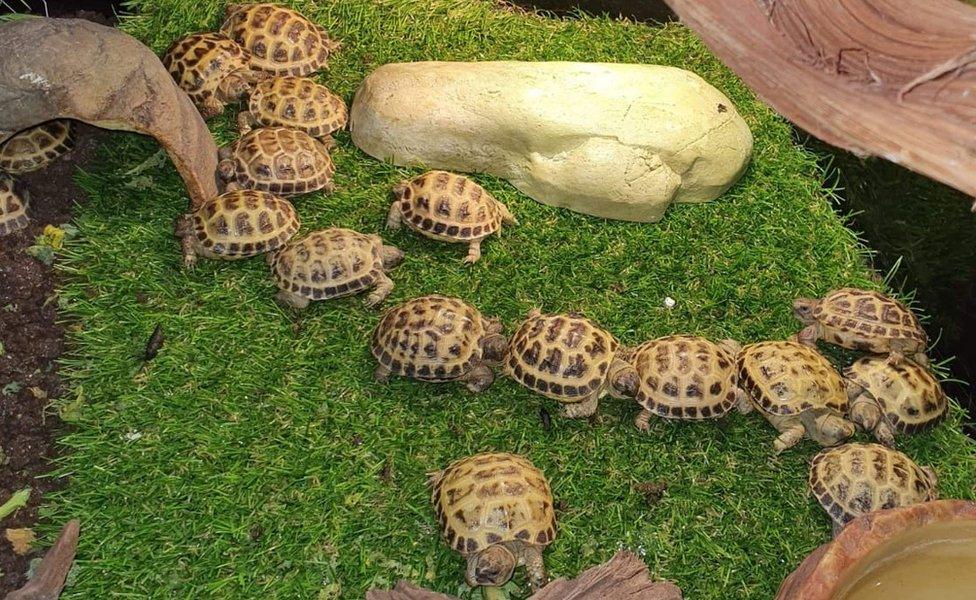 Tortoises stolen in Motherwell