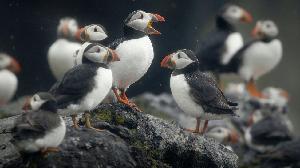 Puffins