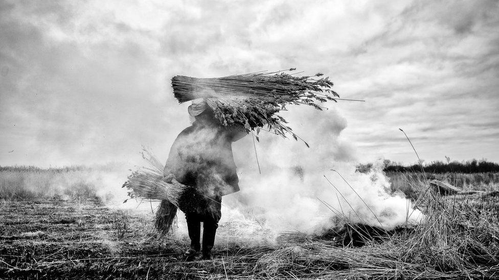 Reed cutter Lawrence Watts carries freshly cut bundles of reed