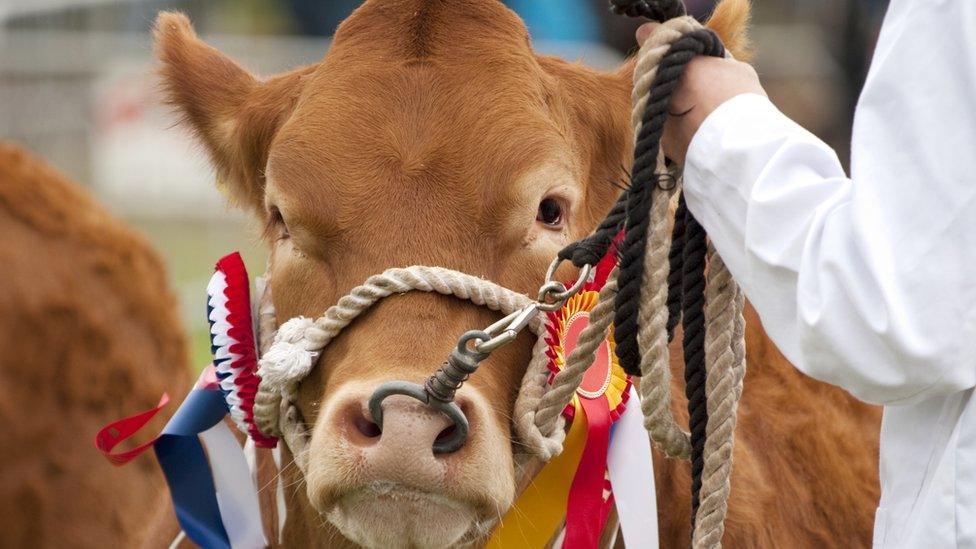 Cow competition