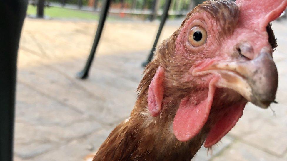 A chicken looks at the camera