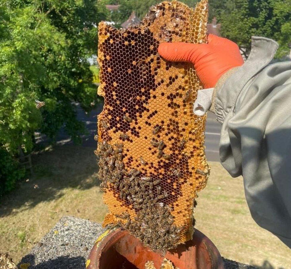 The comb removed from Paula's chimney