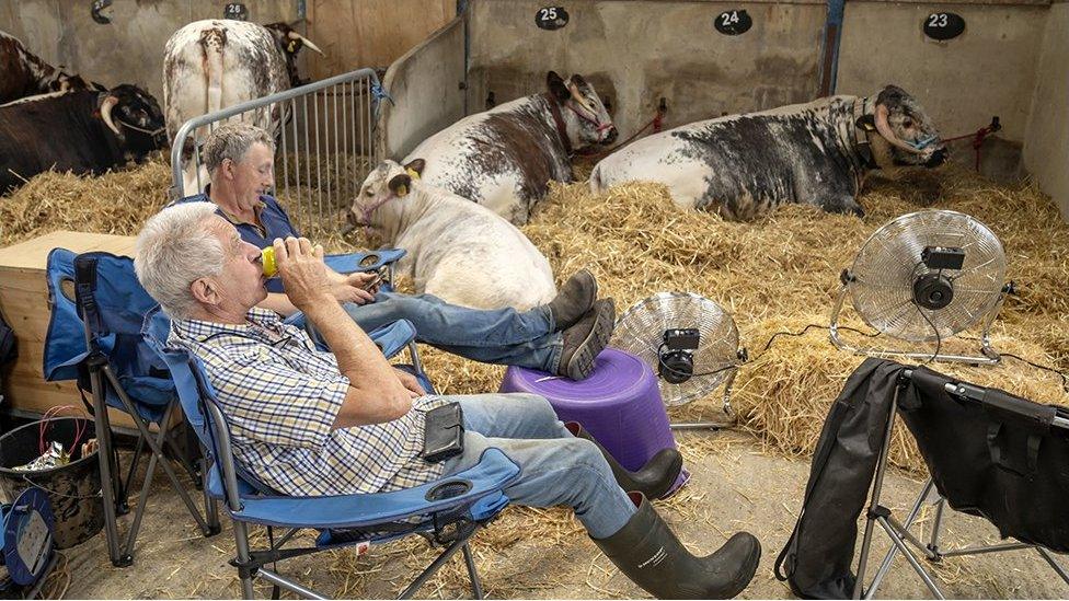 Farmers with their cattle